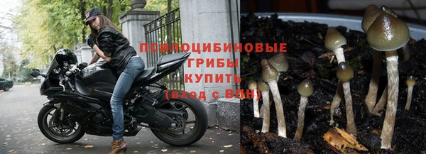 крисы Бородино